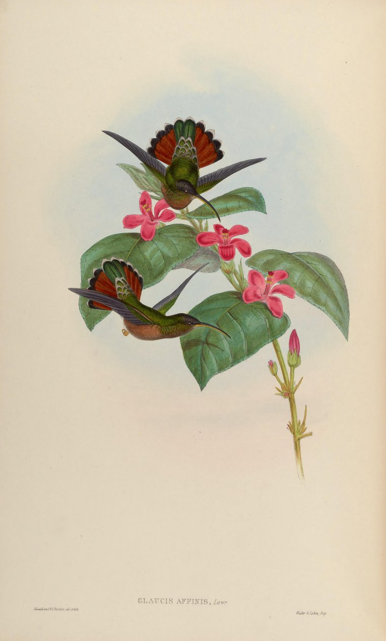 Glaucis affinis = Glaucis hirsutus hirsutus av John Gould
