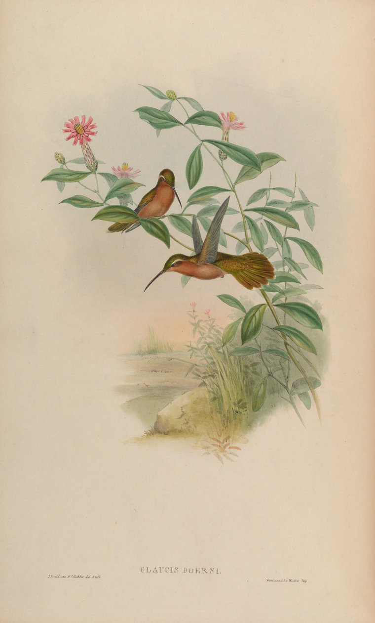 Glaucis dohrni = Glaucis dohrnii av John Gould