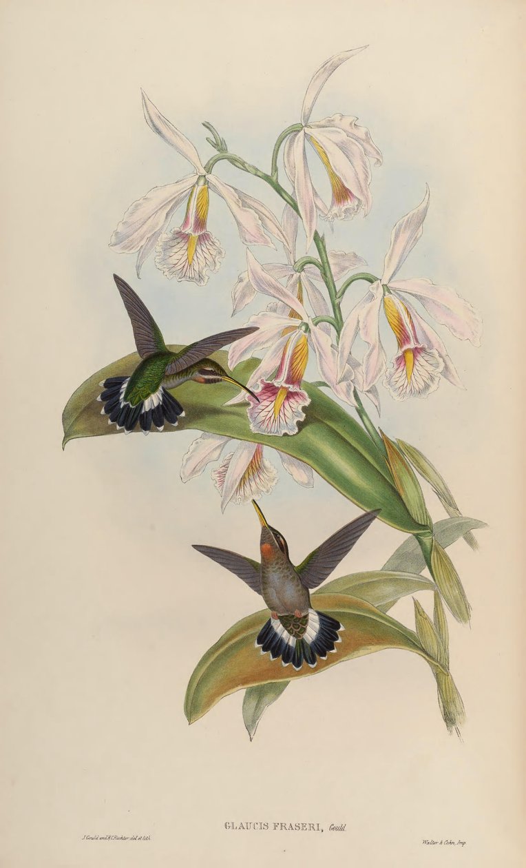 Glaucis fraseri = Threnetes ruckeri ruckeri av John Gould