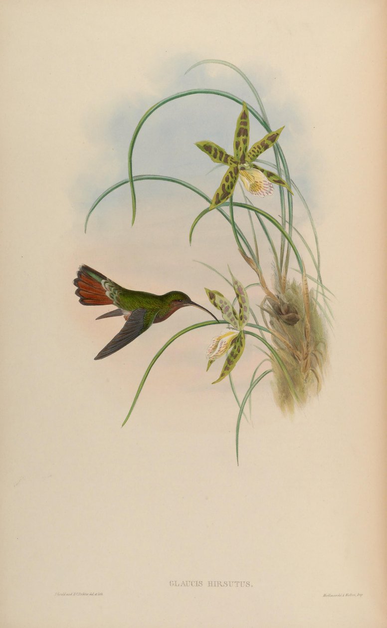 Glaucis hirsutus av John Gould
