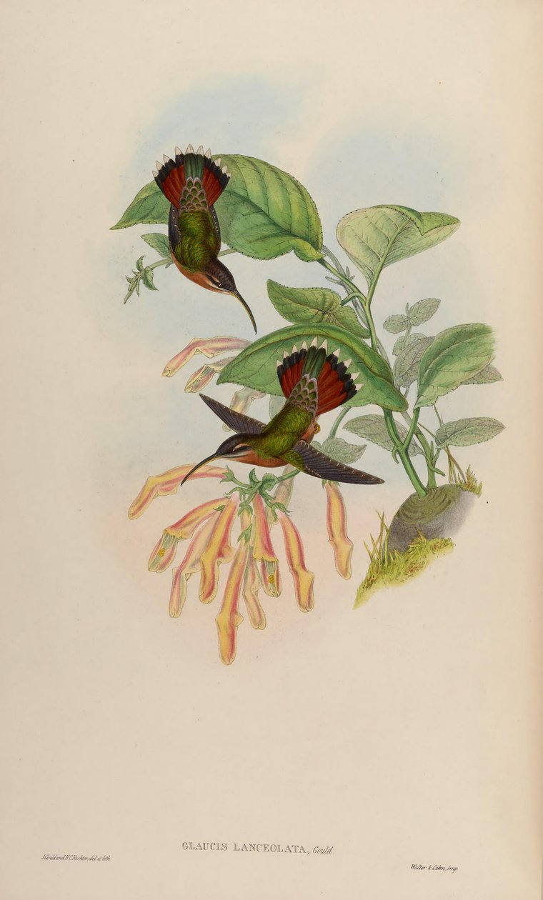 Glaucis lanceolata av John Gould