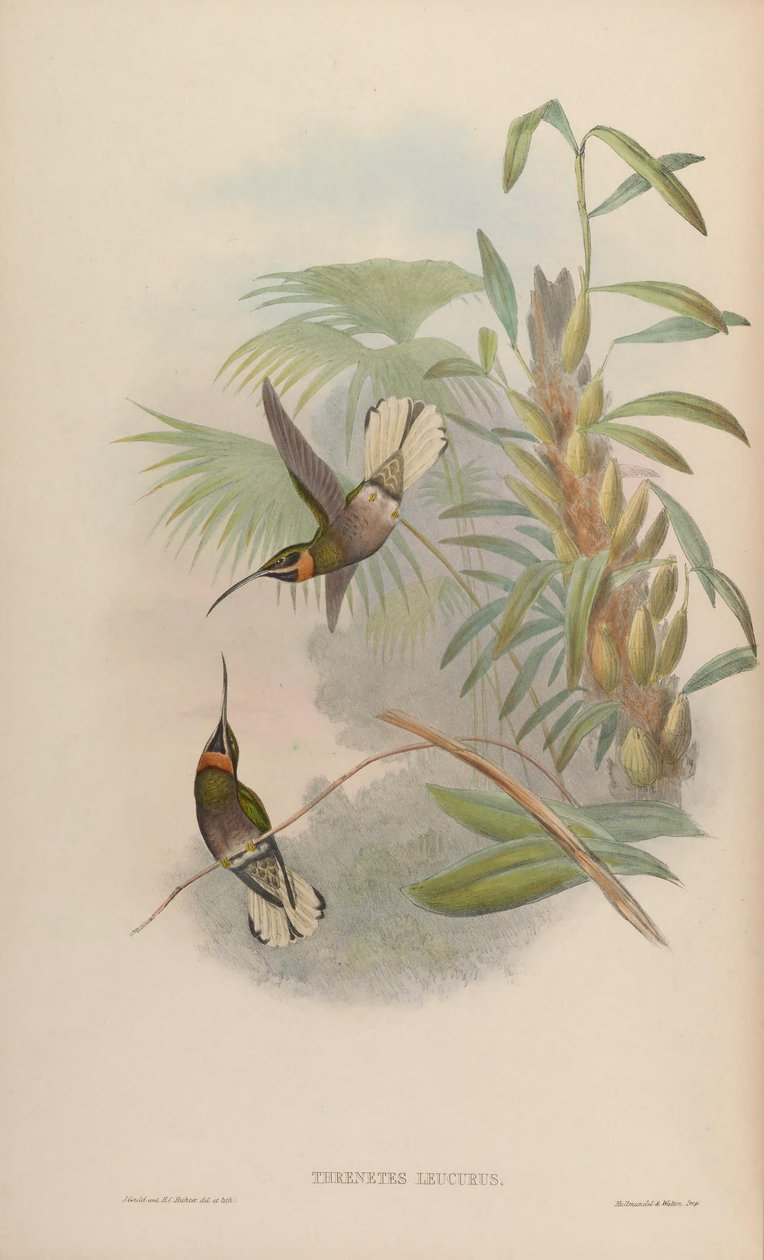 Glaucis leucurus = Threnetes leucurus av John Gould