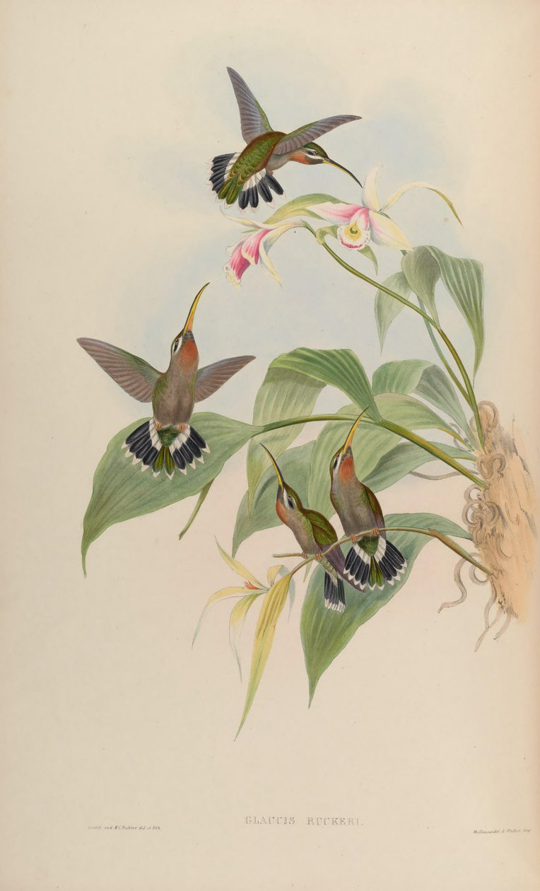 Glaucis ruckeri = Threnetes ruckeri ventosus av John Gould
