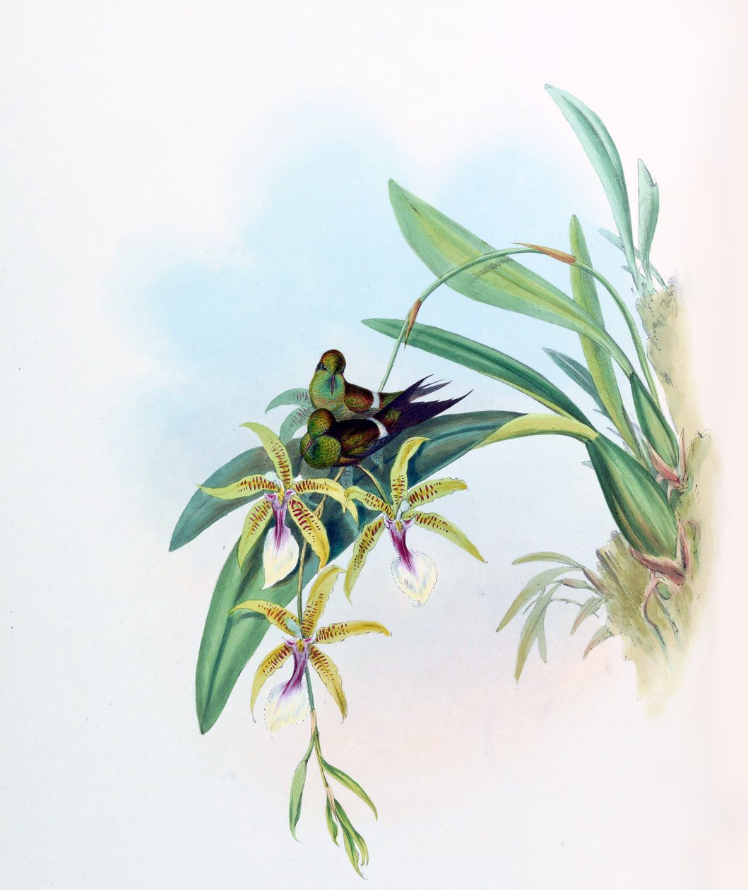 Gouldia joy = Discosura of joy med Oncidium av John Gould