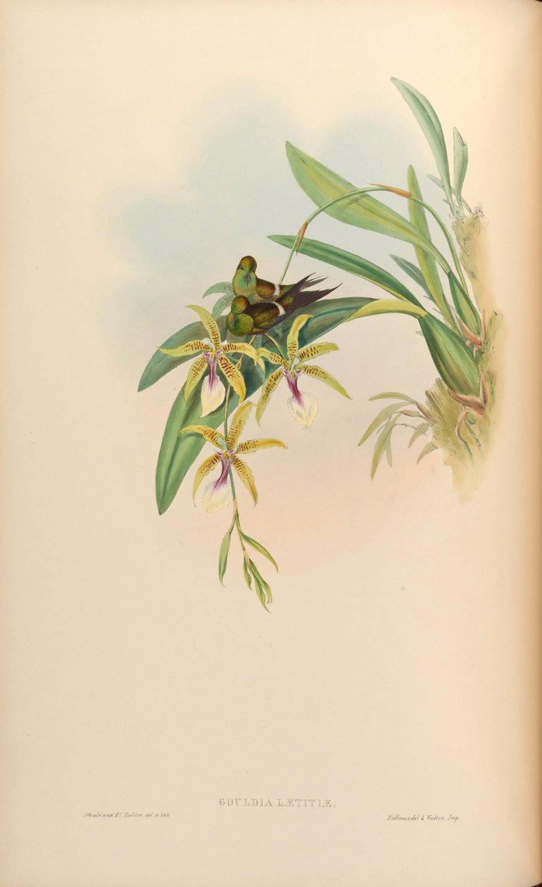 Gouldia joy = Discosura of joy med Oncidium av John Gould