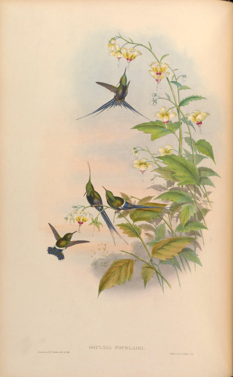 Gouldia popelairii = Discosura popelairii [2] av John Gould