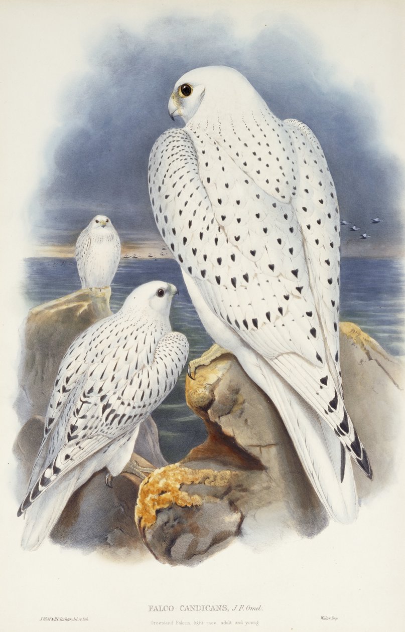 Grønlandsfalk, 1862-1873 av John Gould