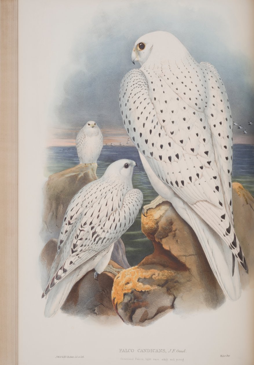 Greenland Falcon, plate fra The Birds of Great Britain av John Gould, utgitt 1862-73 (håndfarget lito) av John Gould