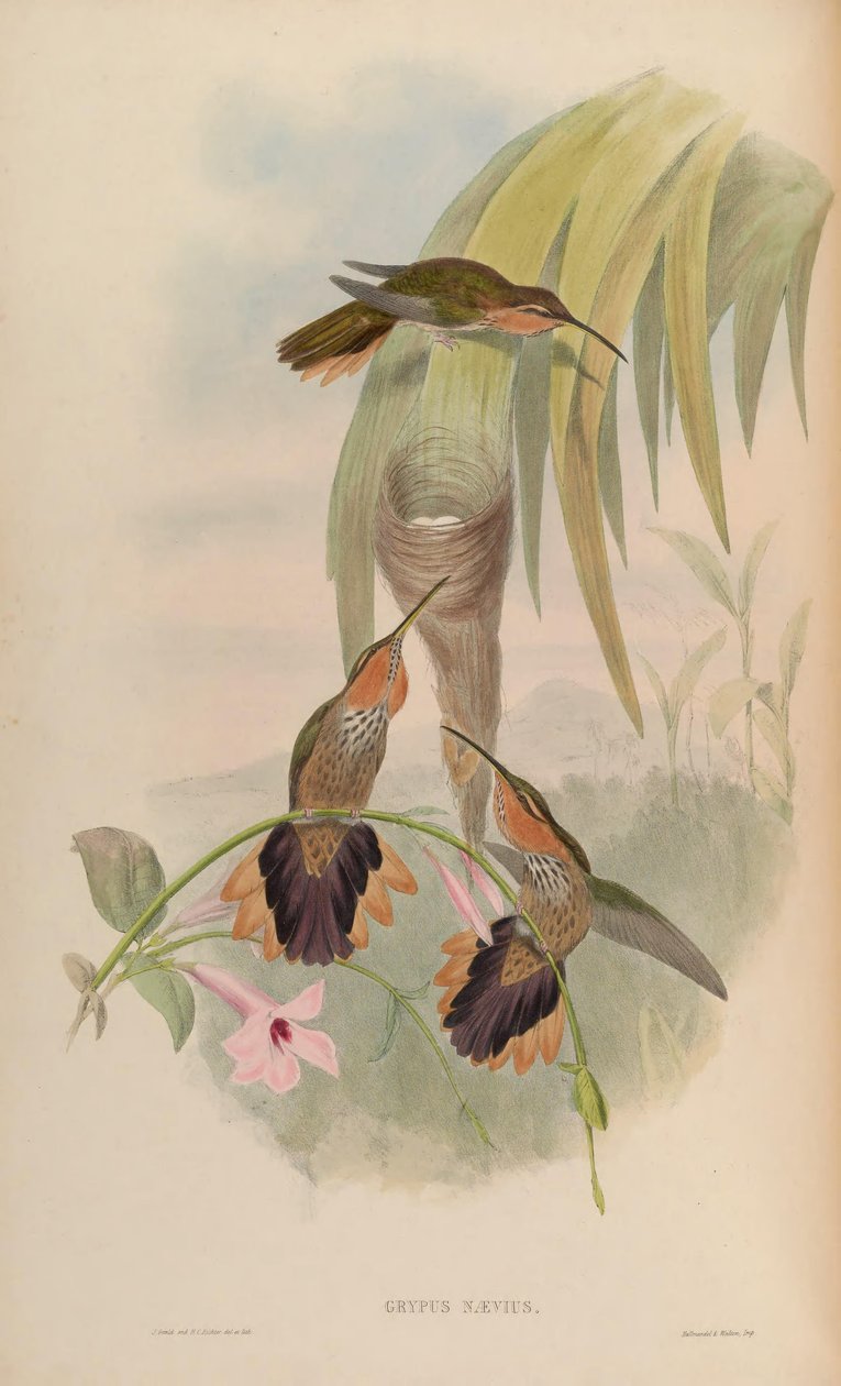 Grypus naevius = Ramphodon naevius av John Gould