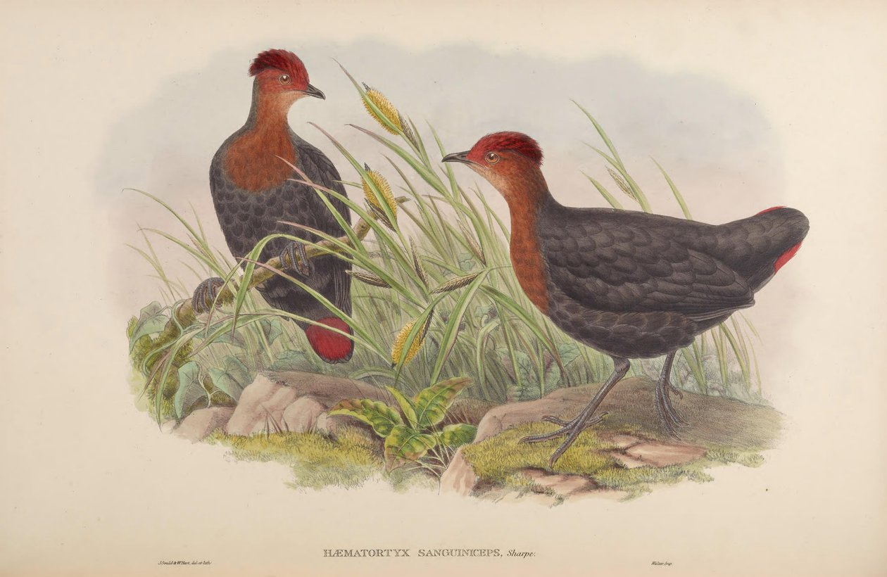 Haematortyx sanguiniceps av John Gould