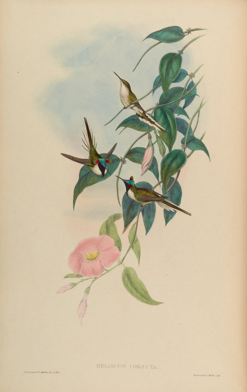 Heliactin cornuta = Heliactin bilophus av John Gould