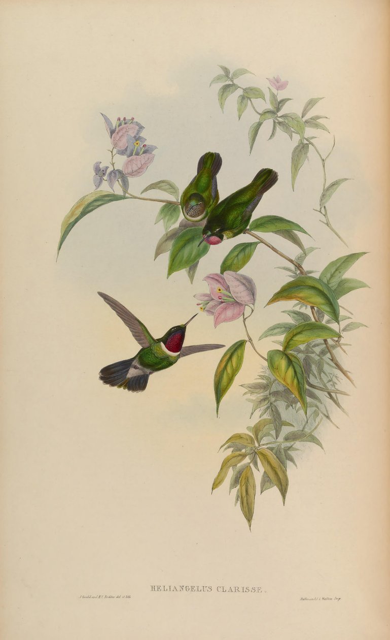 Heliangelus clarissae = Heliangelus amethysticollis clarisse av John Gould
