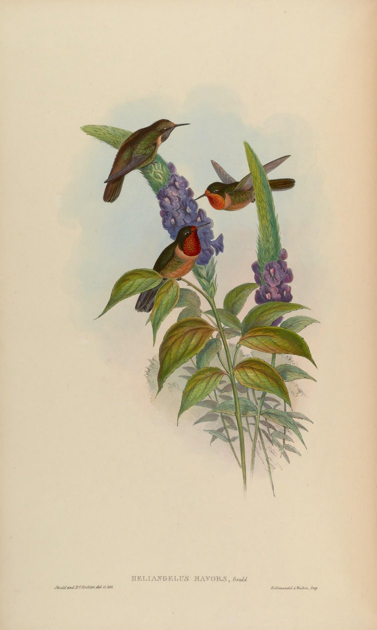 Helianthus favoriserer av John Gould