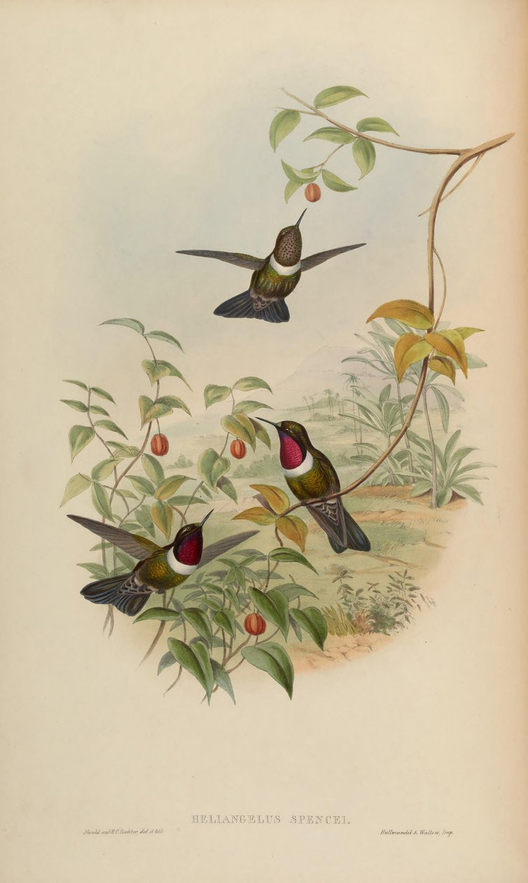 Heliangelus spencei = Heliangelus amethysticollis spencei av John Gould