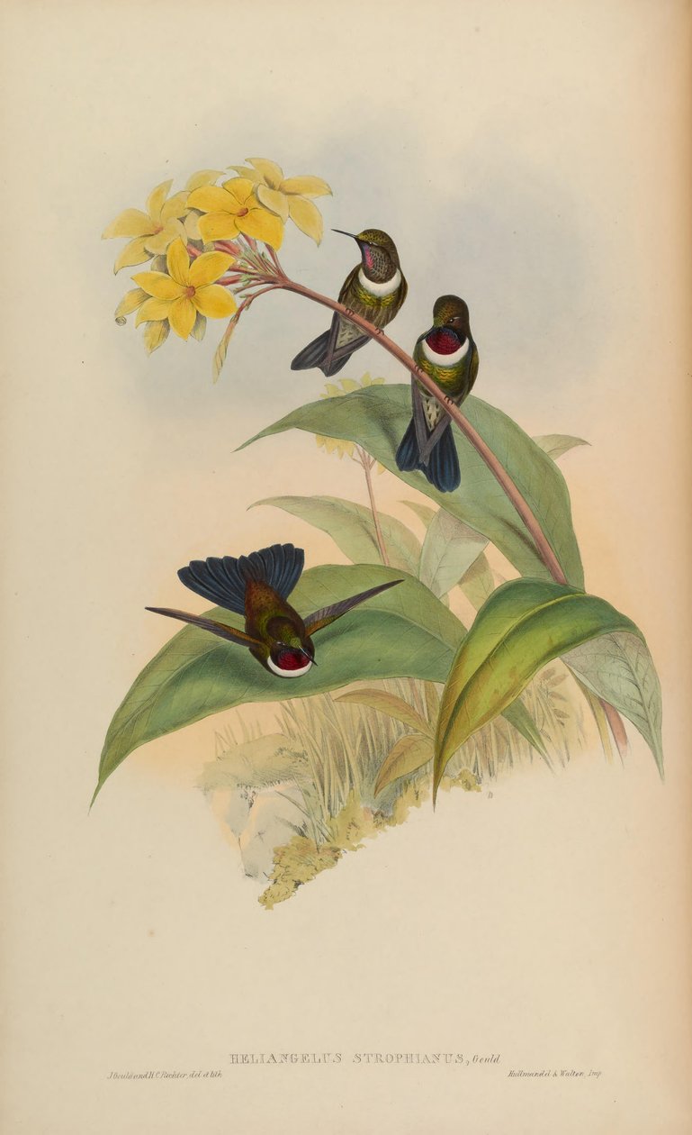 Heliangelus strophianus av John Gould