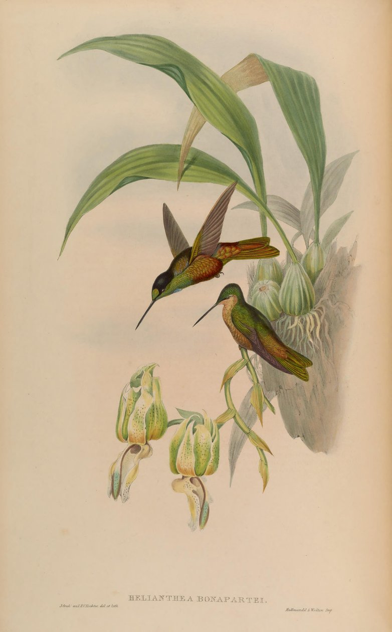 Helianthea bonapartei av John Gould