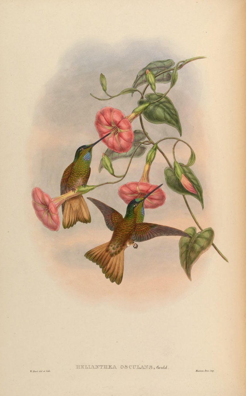 Helianthea kissing = Coeligene kissing av John Gould
