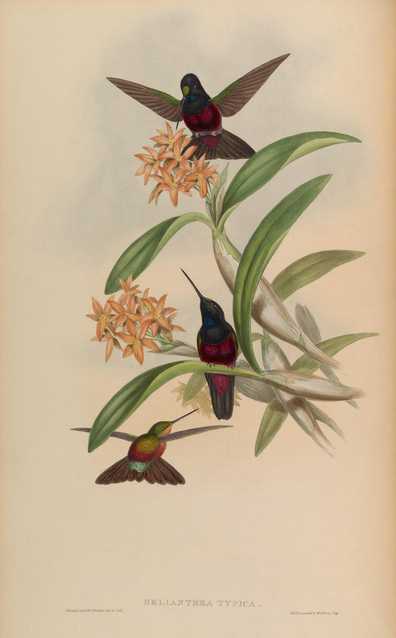 Helianthea typica = Coeligena helianthea av John Gould