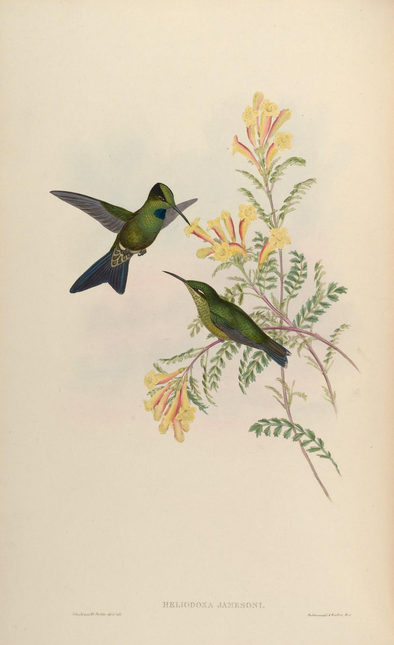 Heliodoxa jamesoni = Heliodox skytespillere av John Gould
