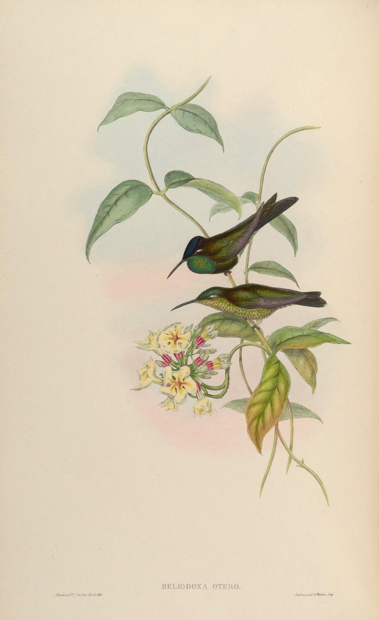 Heliodoxa otero = Heliodoxa leadbeateri av John Gould