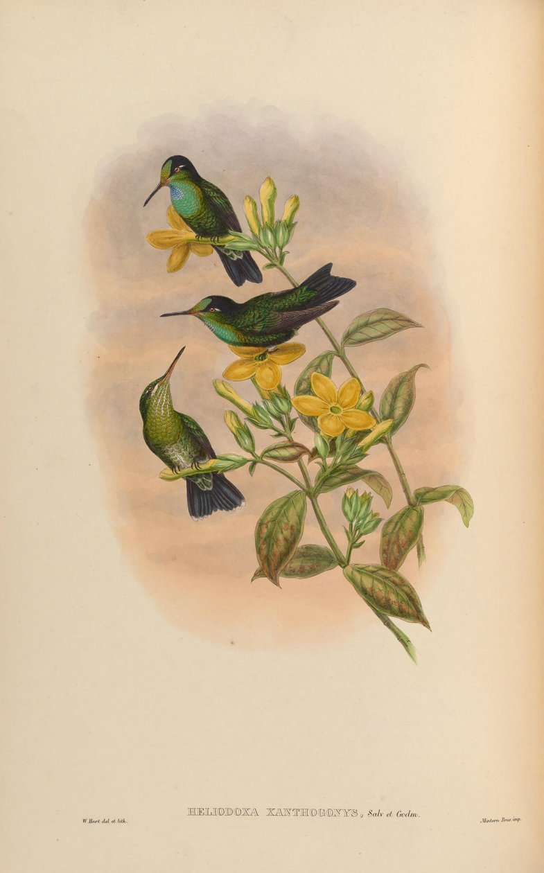 Heliodoxa xanthogonys av John Gould