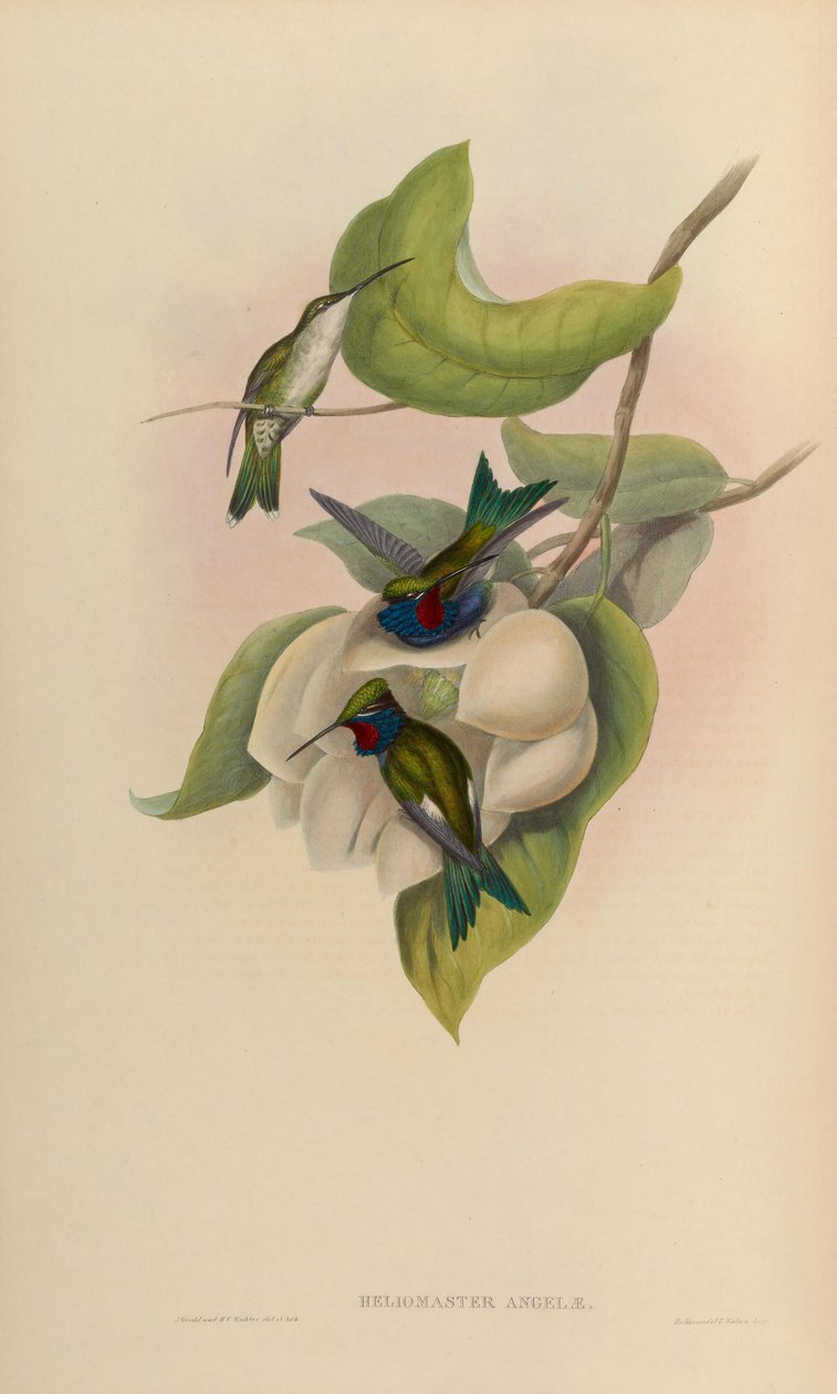 Heliomaster angelae = Heliomaster furcifer av John Gould