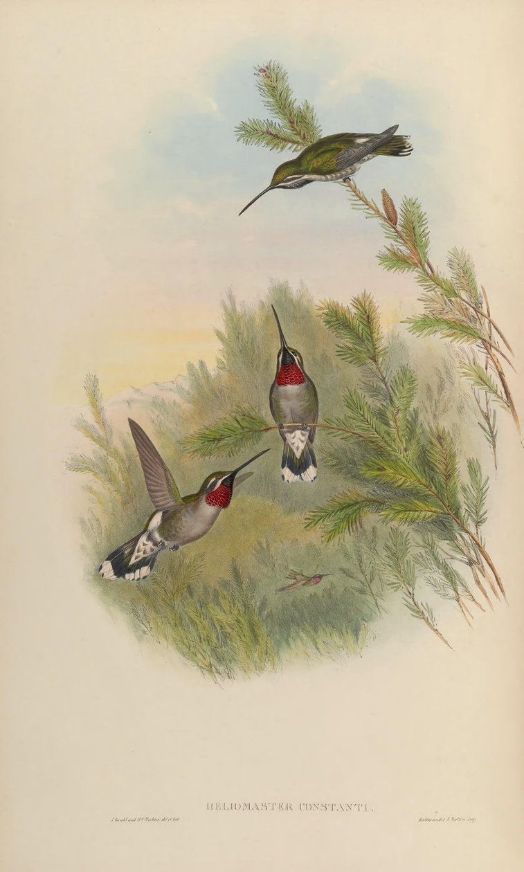 Heliomaster av John Gould