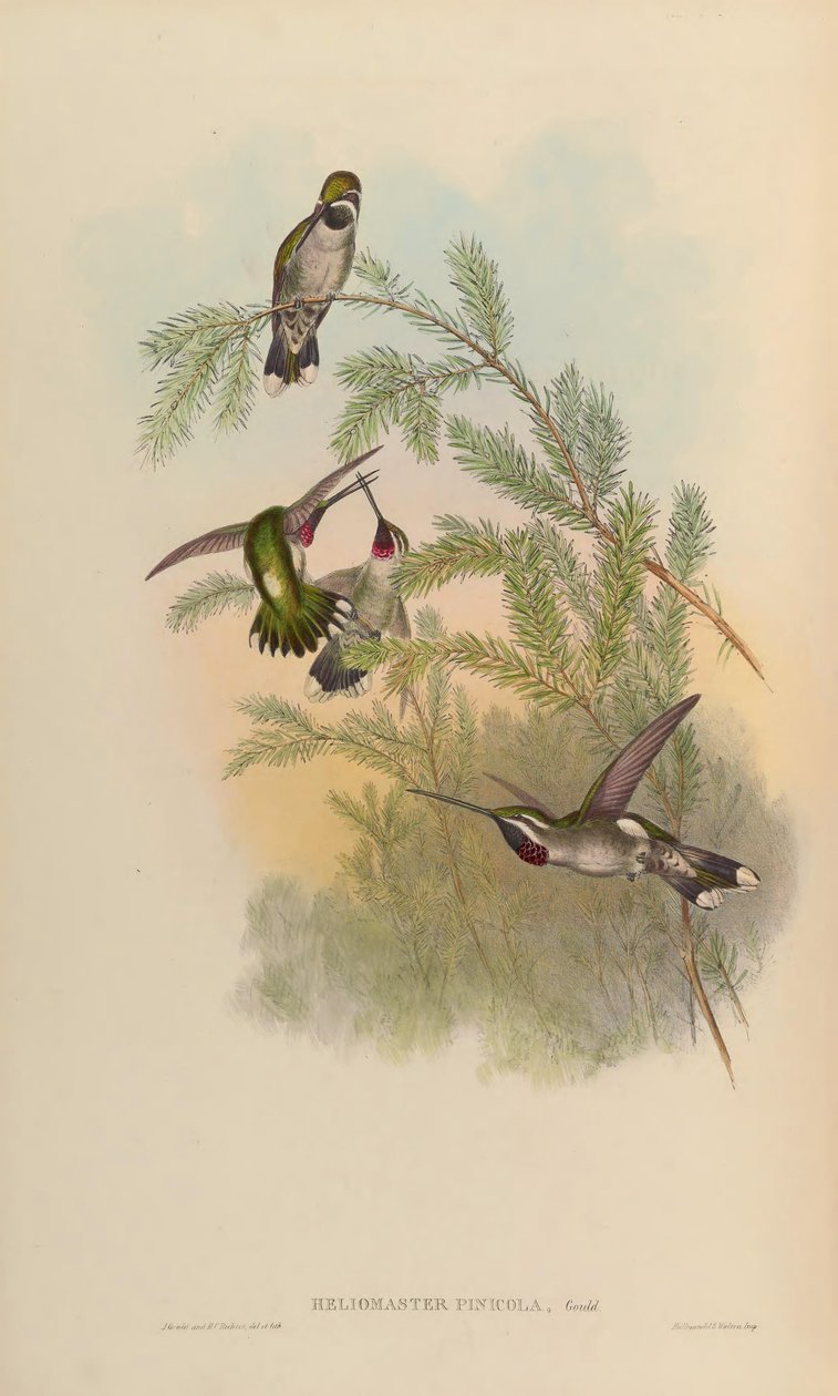 Heliomaster pinicola = Heliomaster constantii av John Gould
