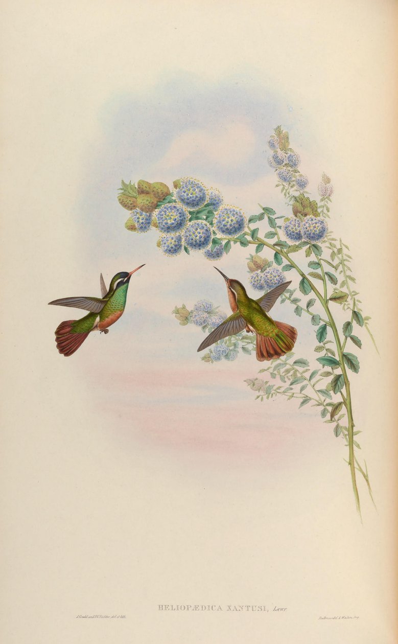 Heliopedike xanthusi = Basilina xantusii av John Gould