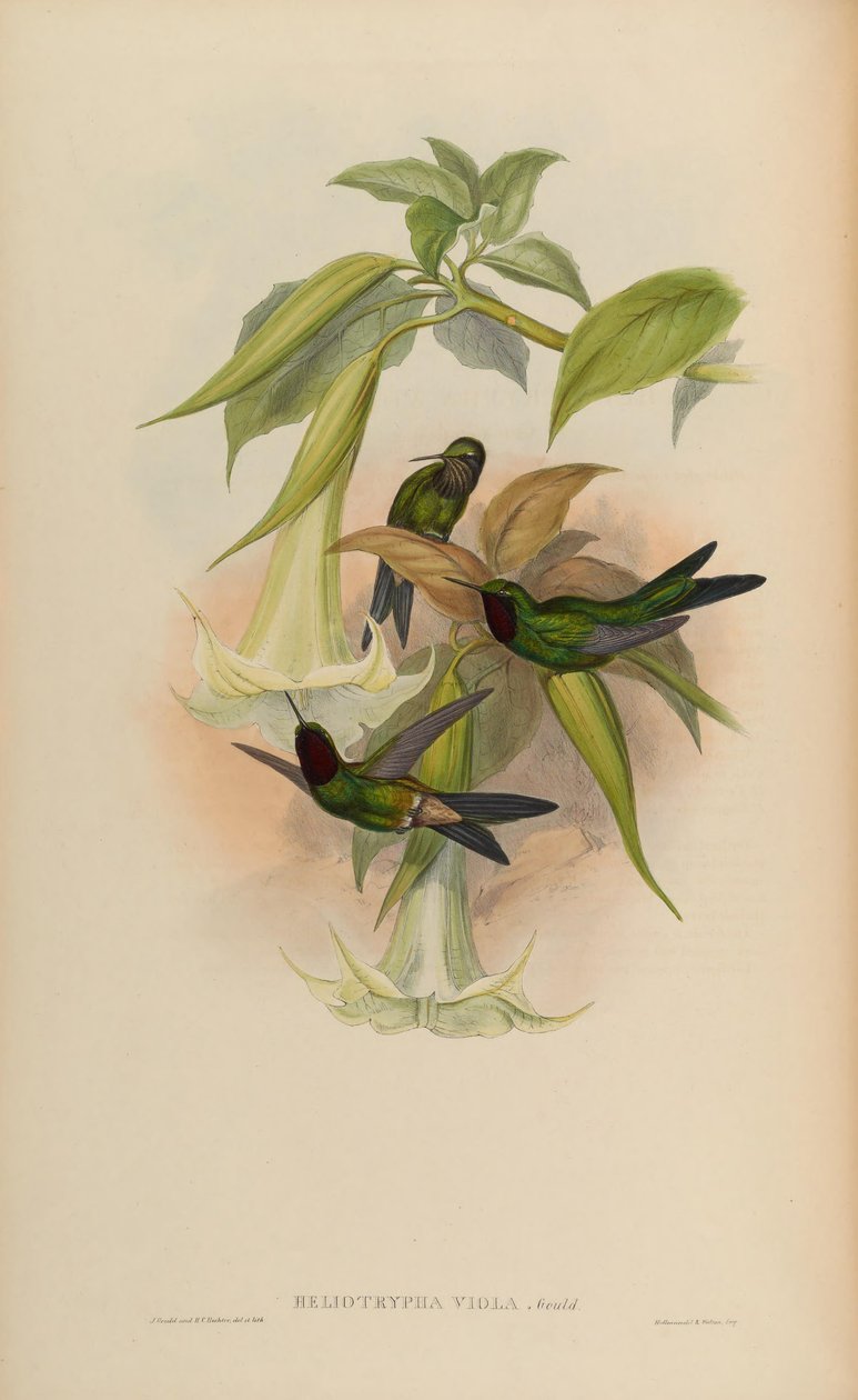 Heliotrypha viola = Heliangelus viola av John Gould