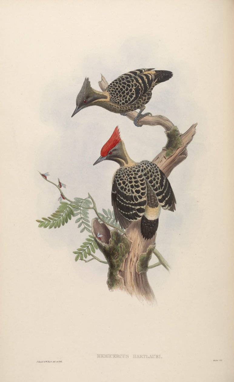 Hemicercus hartlaubi = Hemicircus skitten betong [2] av John Gould