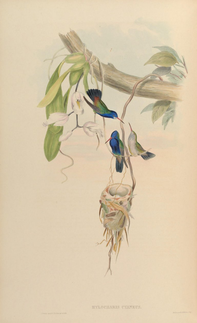 Hylocharis cyaneus av John Gould