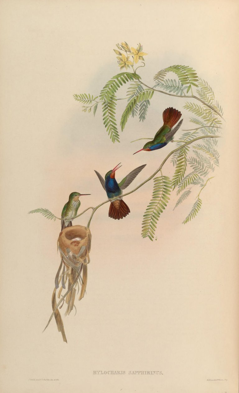 Hylocharis sapphirina av John Gould