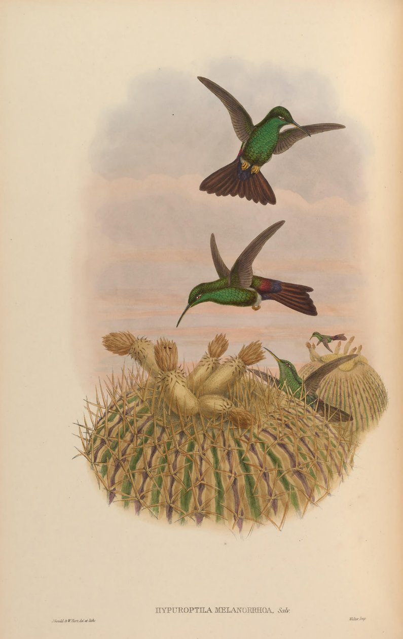 Hypuroptila melanorrhoa = Chalybura urochrysia av John Gould