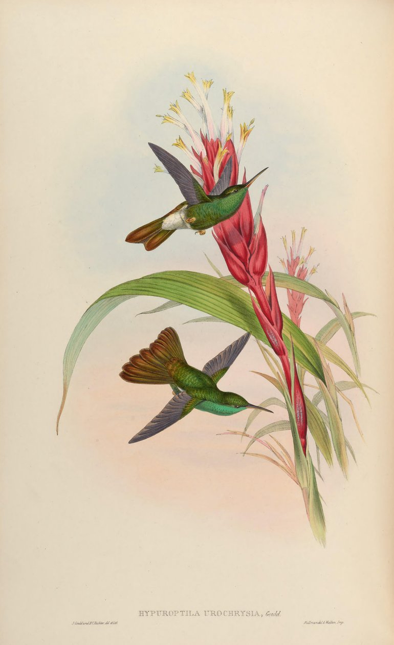 Hypuroptila urochrysia = Chalybura urochrysia av John Gould