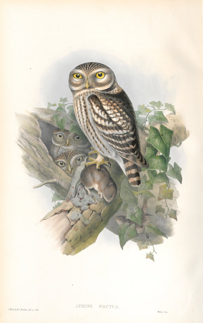 Illustrasjon av Athene Noctua (Little Owl) av John Gould