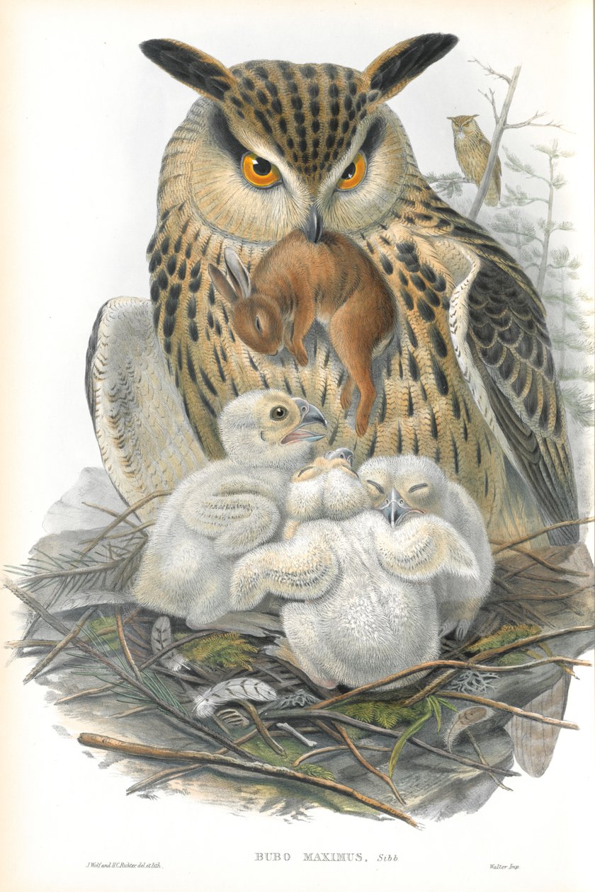 Illustrasjon av Bubo Maximus (Ørneugle) av John Gould