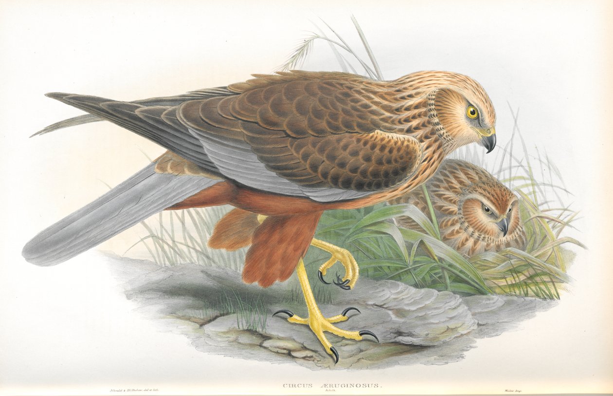 Illustrasjon av Circus Aeruginosus (Marsh-Harrier) av John Gould
