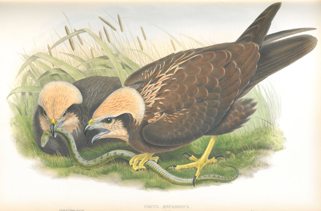 Illustrasjon av Circus Aeruginosus (Marsh-Harrier), tegning av John Gould, fra The Birds of Great Britain publisert av John Gould