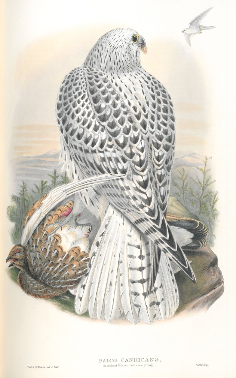 Illustrasjon av Falco Candicans (Greenland Falcon Dark Race) av John Gould