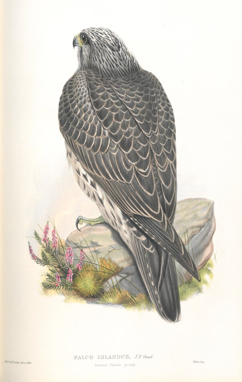 Illustrasjon av Falco Islandus av John Gould