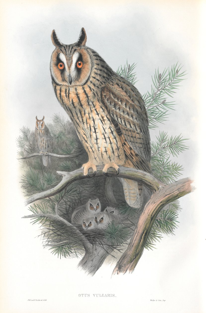Illustrasjon av Otis Vulgaris (langøret ugle) av John Gould