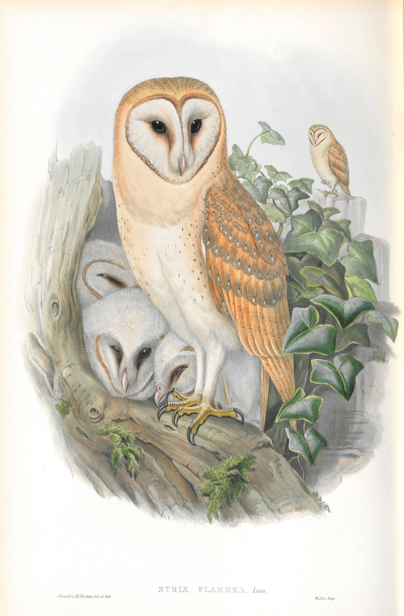 Illustrasjon av Strix Flammea (Barn-Owl) av John Gould
