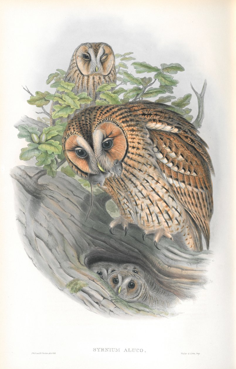 Illustrasjon av Syrnium Aluco av John Gould
