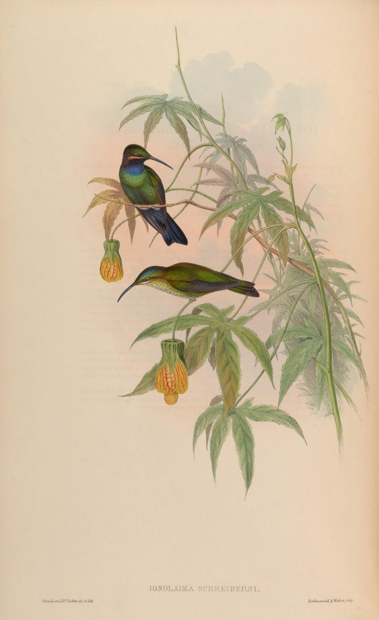Inolaima schreibersii = Heliodoxa schreibersii av John Gould