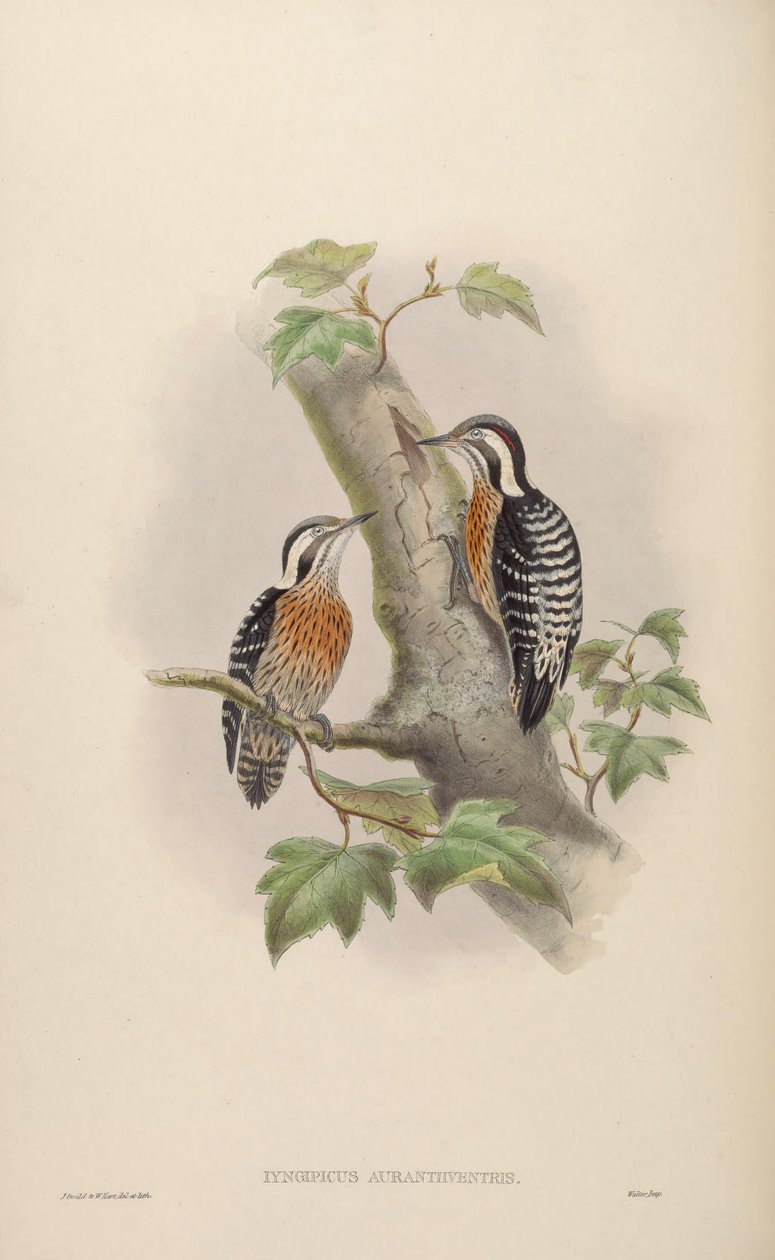 Iyngipicus aurantiiventris = Dendrocopos canicapillus aurantiiventris [2] av John Gould