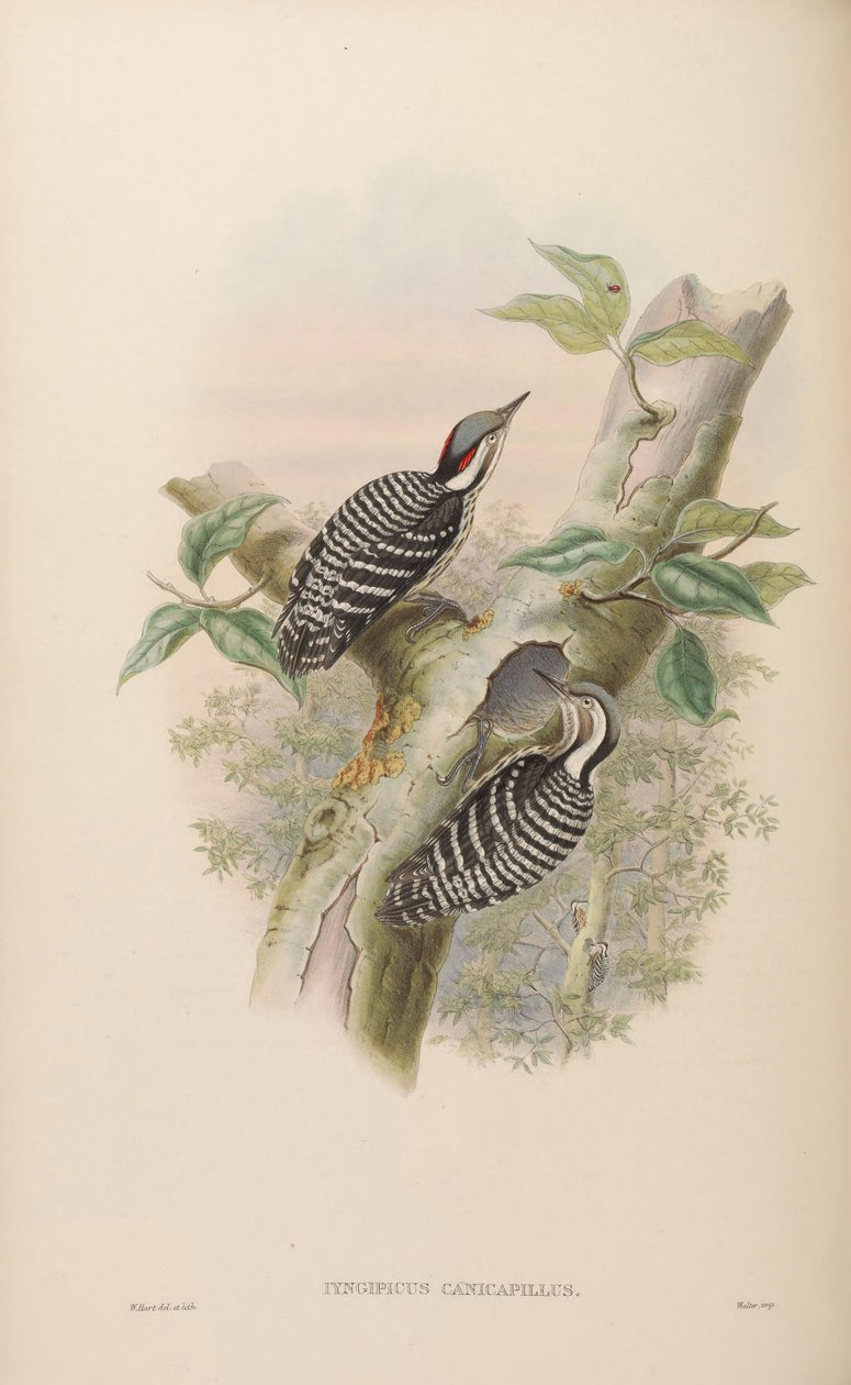 Iyngipicus canicapillus = Dendrocopos canicapillus [2] av John Gould