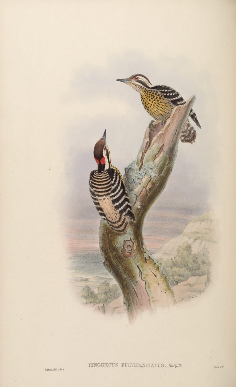 Iyngipicus fulvifasciatus = Dendrocopos maculatus fulvifasciatus av John Gould