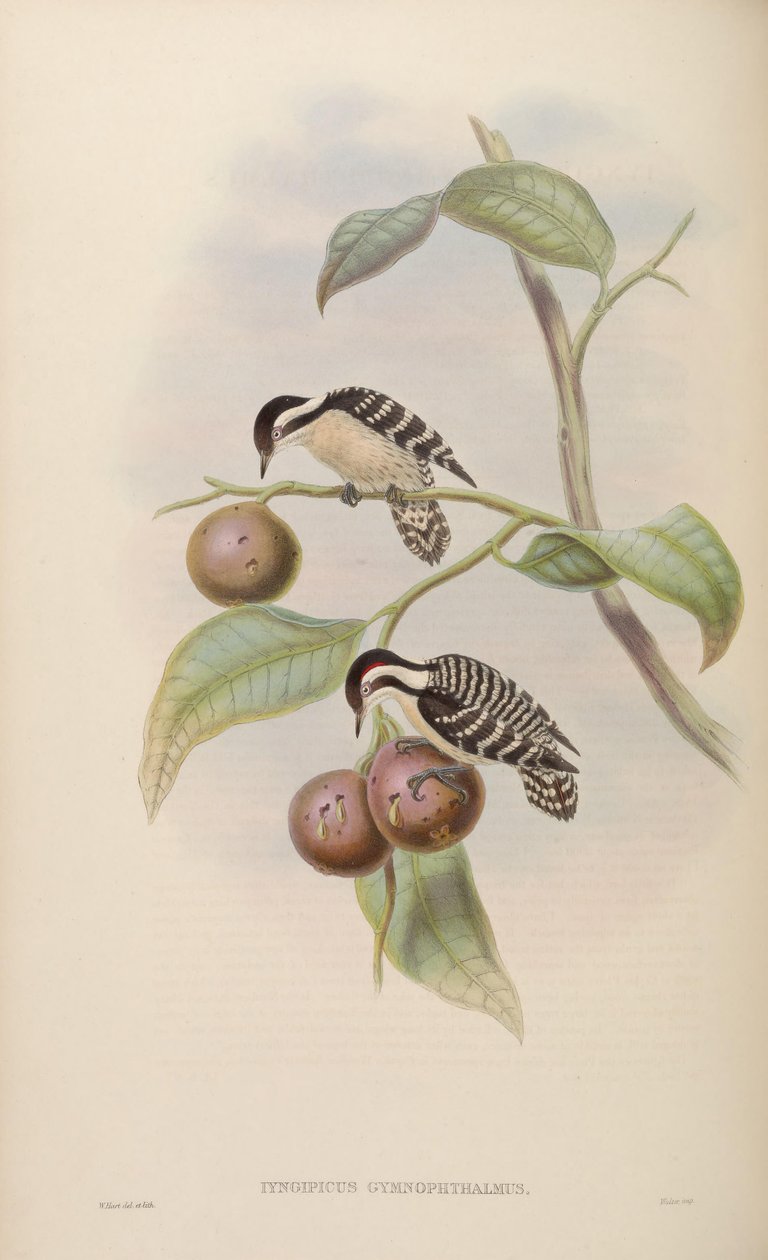 Iyngipicus gymnophthalmus av John Gould