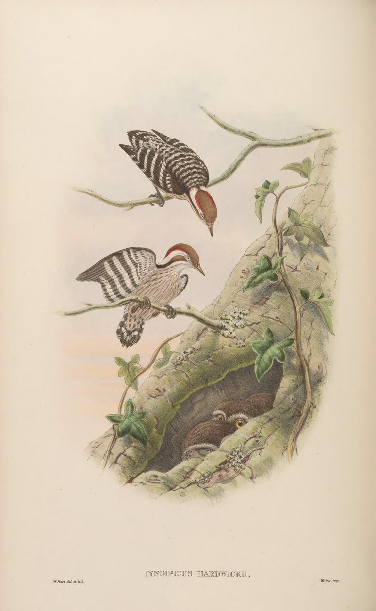 Iyngipicus hardwickii = Dendrocopos moluccensis hardwickii av John Gould